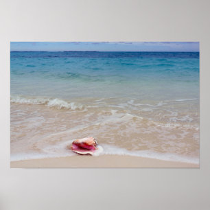 Póster Rainha Conch na praia, Bahamas