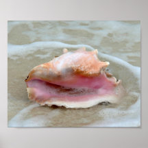 Rainha Conch no Surf, Bahamas 8x10