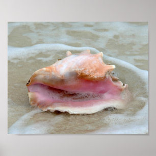 Poster Rainha Conch no Surf, Bahamas 8x10