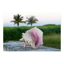 Rainha Conch Shell em um Muro, as Bahamas