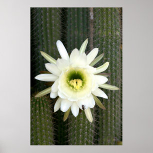 Poster Rainha Da Flor De Cacto Noturno, Região Karoo