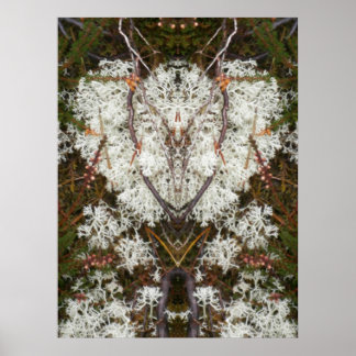 Póster Rainha Elizabeth 1rua Lichen