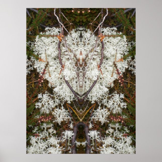 Póster Rainha Elizabeth 1rua Lichen (Frente)