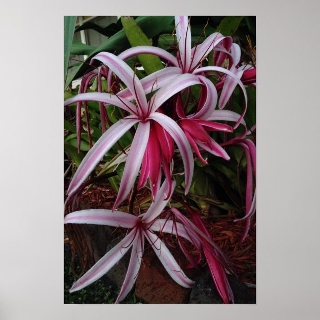 Poster Rainha Emma, Roxo Crinum Lily (Frente)