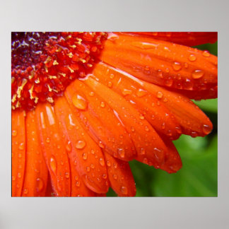 Póster Rainy Daisy