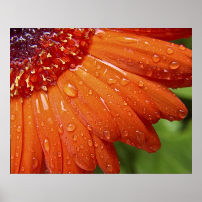 Póster Rainy Daisy (Frente)