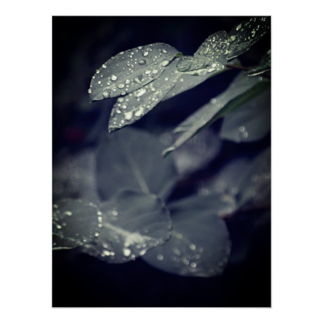 Póster Rainy Leaves (Frente)