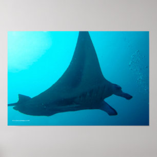Poster Raio de Manta