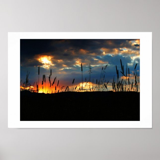 Poster Raio de Sol do CatTail (Frente)