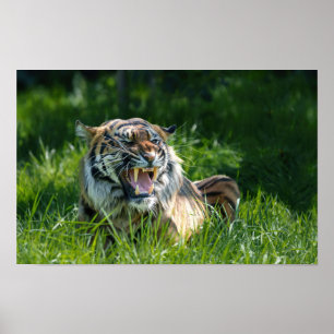 Poster Raio de Tiger