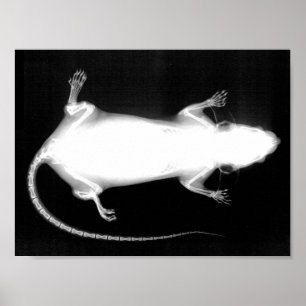 Póster raio X do rato