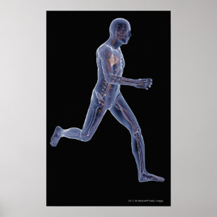 Poster Raio X do sistema vascular em um homem running