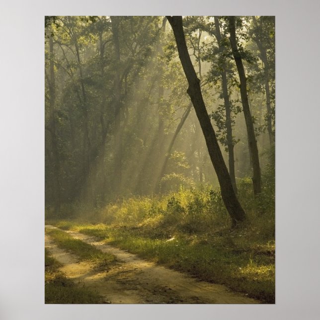 Póster Raios de luz da manhã através das árvores na selva (Frente)