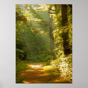 Póster Raios de luz na floresta
