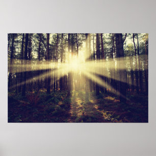 Poster Raios de sol da floresta