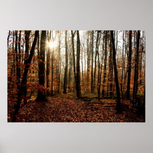 Póster Raios de sol da manhã através da floresta