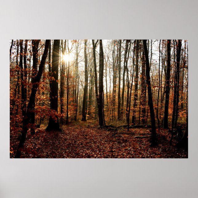 Póster Raios de sol da manhã através da floresta (Frente)