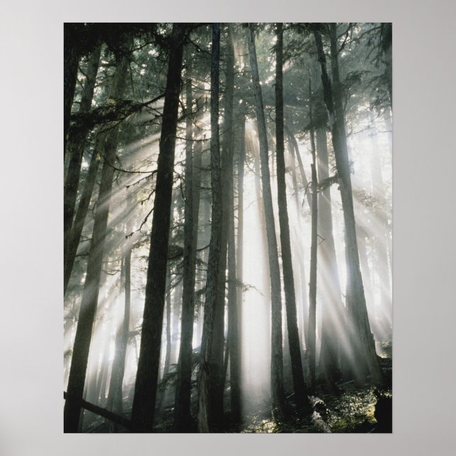Póster Raios de sol fluindo através das árvores, Monte Ra (Frente)