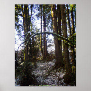 Póster Raios de Sun da floresta na neve #32