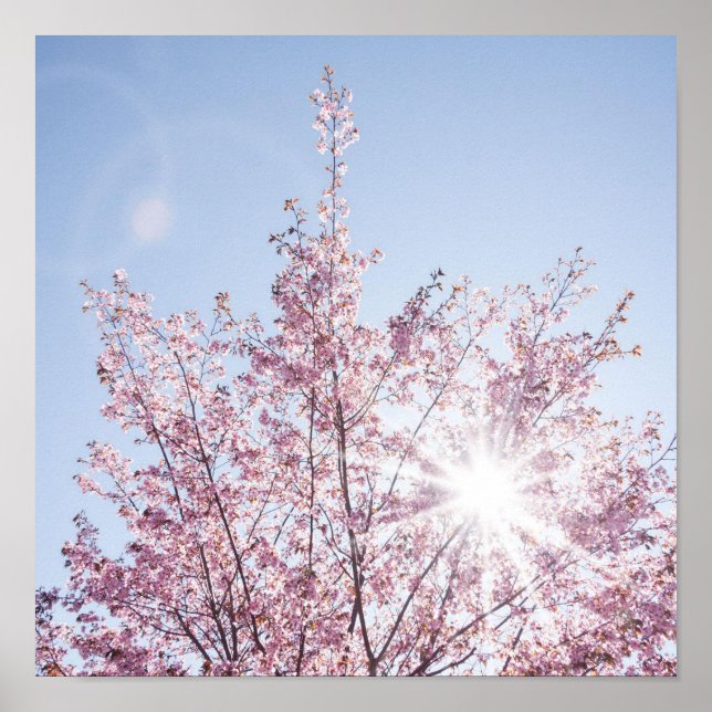 Poster raios solares atravessam flores cor-de-rosa de uma (Frente)