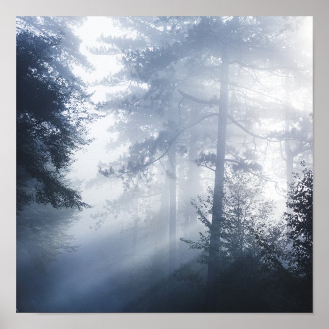 Poster Raios solares brilhando através da floresta nebulo (Frente)