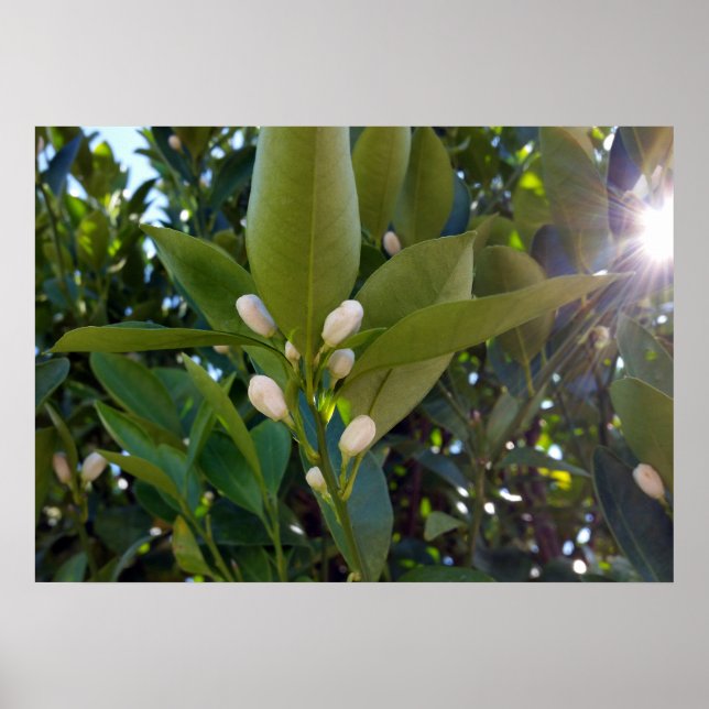 Póster raios solares noturnos (Frente)