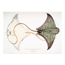 Raiva-Águia: Uma Criatura Magnífica