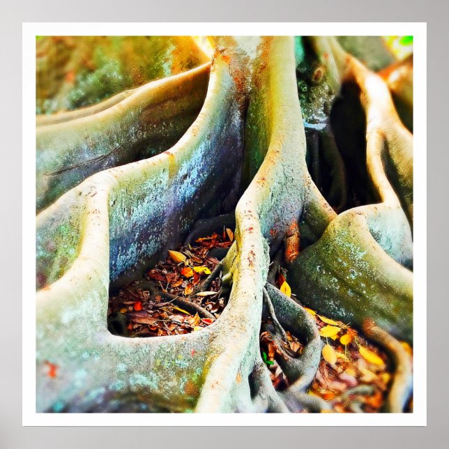 Póster Raízes de figo-de-porco (Frente)