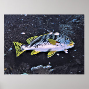 Poster Raja Ampat Sweetlips
