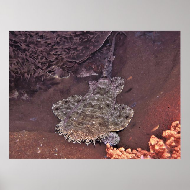 Poster Raja Ampat Wobbegong (Frente)