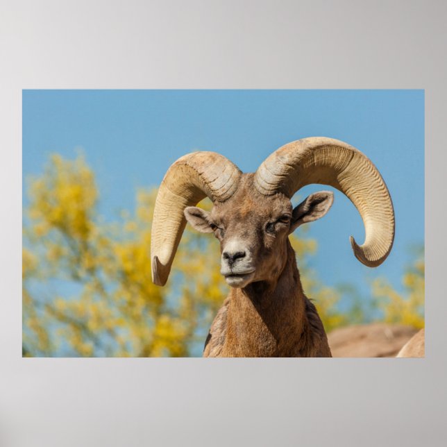 Póster Ram Desert Bighorn (Frente)