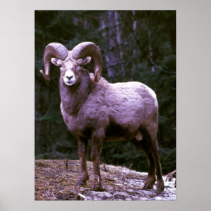 Póster Ram do Bighorn