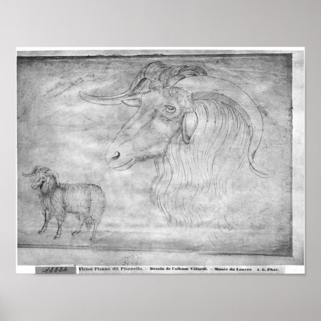 Poster Ram e cabeça de um carneiro (Frente)