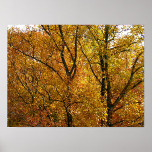 Póster Ramais de Folhas Amarelas Brilhantes Coloração d