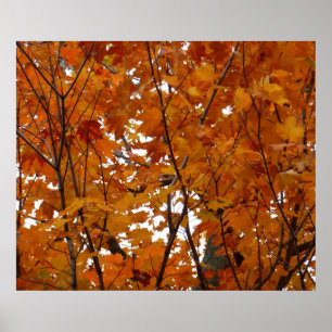 Poster Ramais de Folhas de Maple I Orange Autumn
