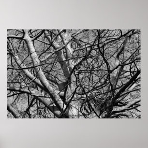 Póster Ramais de inverno com iluminação solar (B&W)