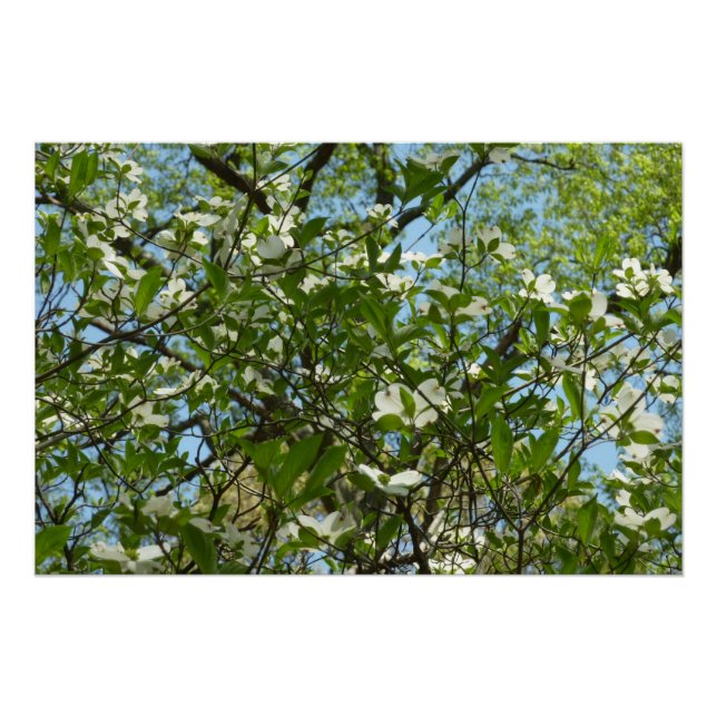 Póster Ramais de Primavera de Lagostas de Dogwood (Frente)