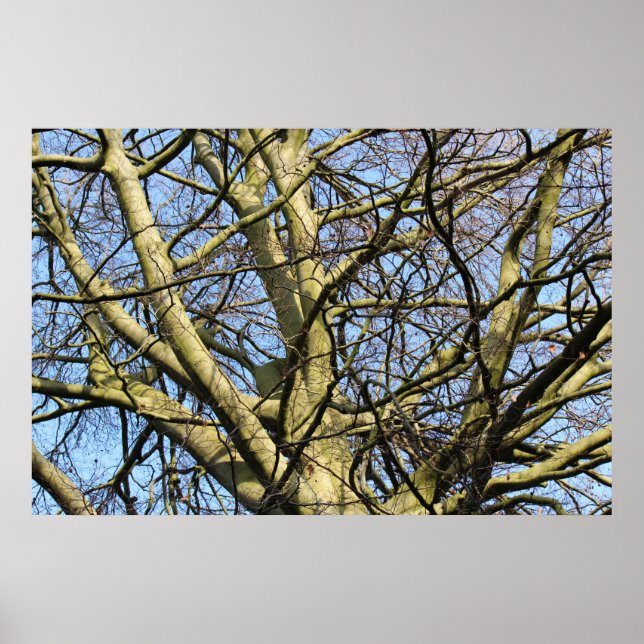 Póster Ramais Sunlit Winter (Frente)