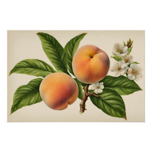 Póster Ramificação de Fruta de Pêssego Vintage com Flor