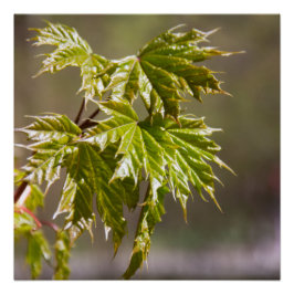 Póster Ramificação verde-branca com folhas pequenas