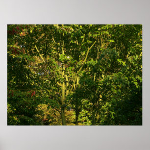 Poster Ramificações Japonesas V