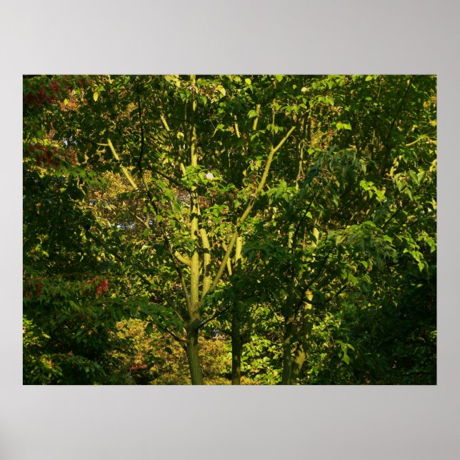 Poster Ramificações Japonesas V (Frente)