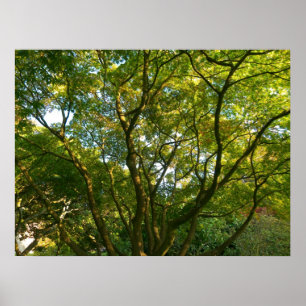 Póster Ramificações Japonesas VI