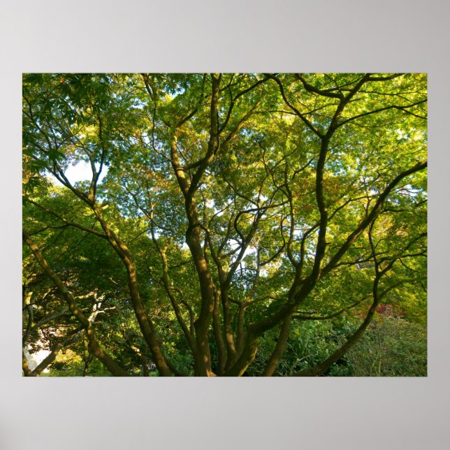 Póster Ramificações Japonesas VI (Frente)