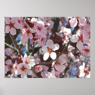 Poster Ramo da árvore de florescência do primavera