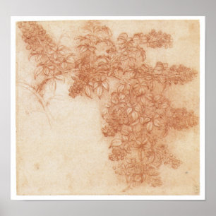 Póster Ramo de Blackberry, Leonardo da Vinci
