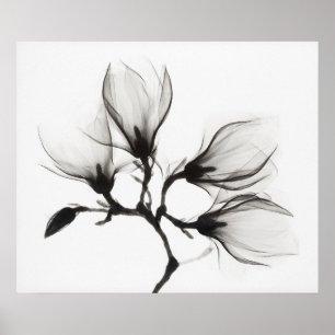 Poster Ramo de Magnólia com Quatro Flores (c. 1910-1925)