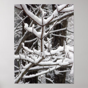 Poster Ramos Coberto de Neve