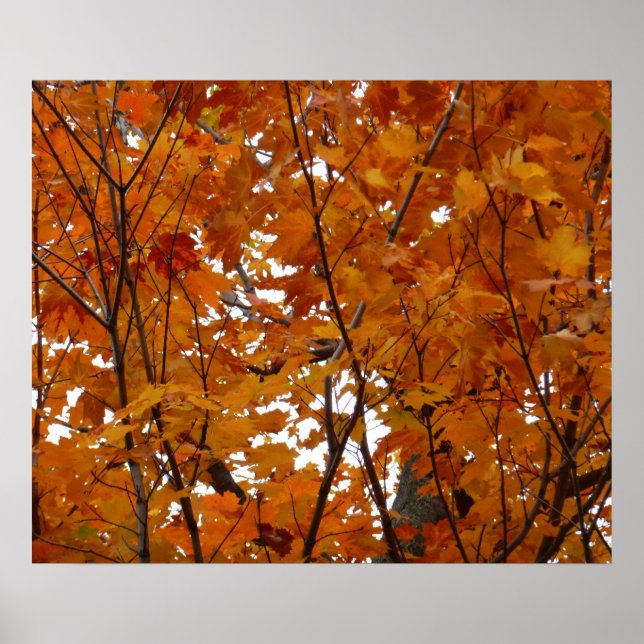 Poster Ramos de Folhas de Bordo I Outono Laranja (Frente)