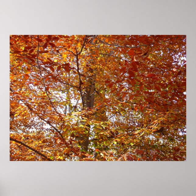 Poster Ramos de Folhas Laranja Outono Natureza (Frente)